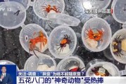 中国澳门@铲屎官们 养“异宠”或危害国家安全 这些行为违法了